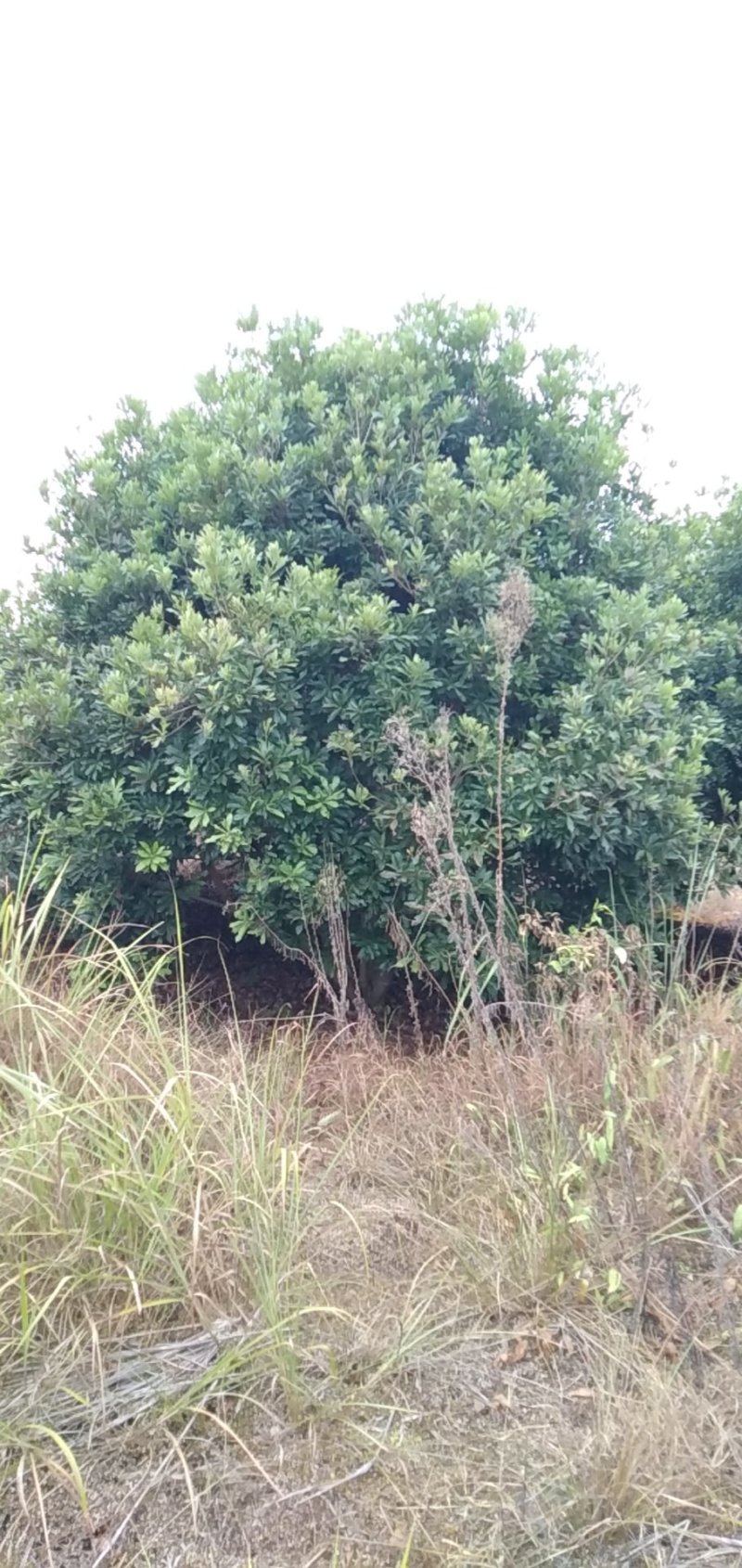 杨梅树）超大杨梅树，5米以上