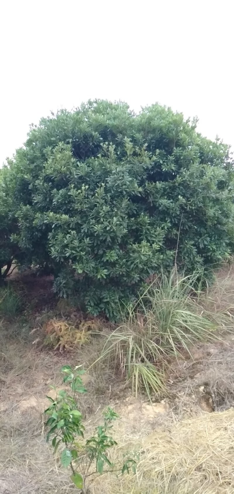 杨梅树）超大杨梅树，5米以上