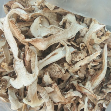 松茸干片