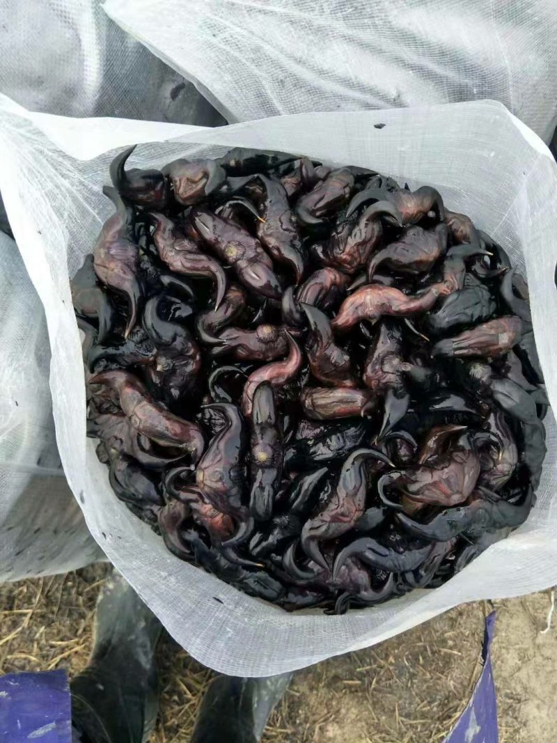 脱皮菱角大别山区牛角菱青菱角牛角弯菱角