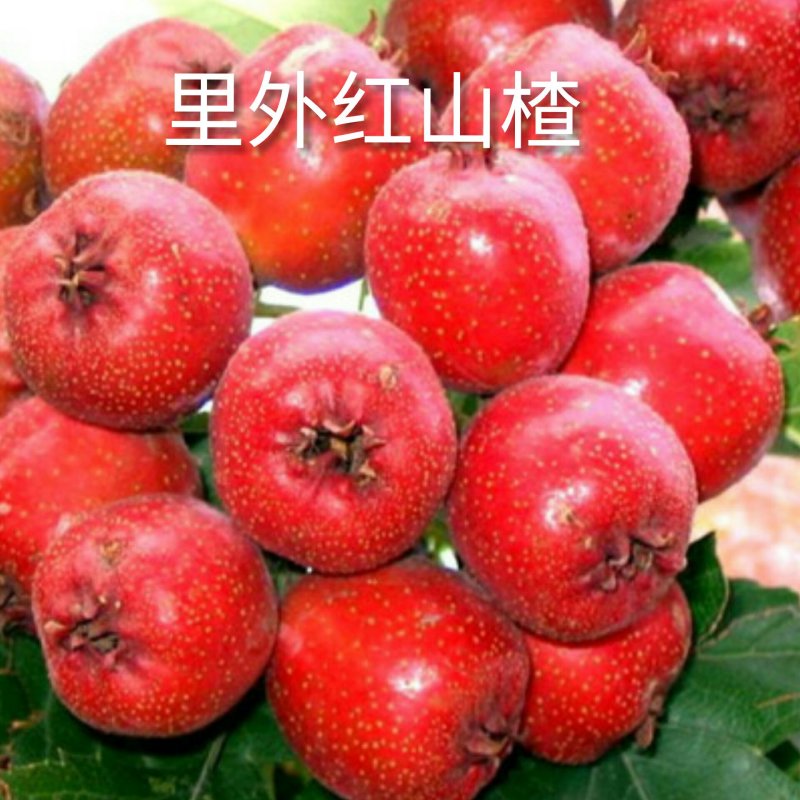 山楂树苗，山东大五菱，大金星，里外红。