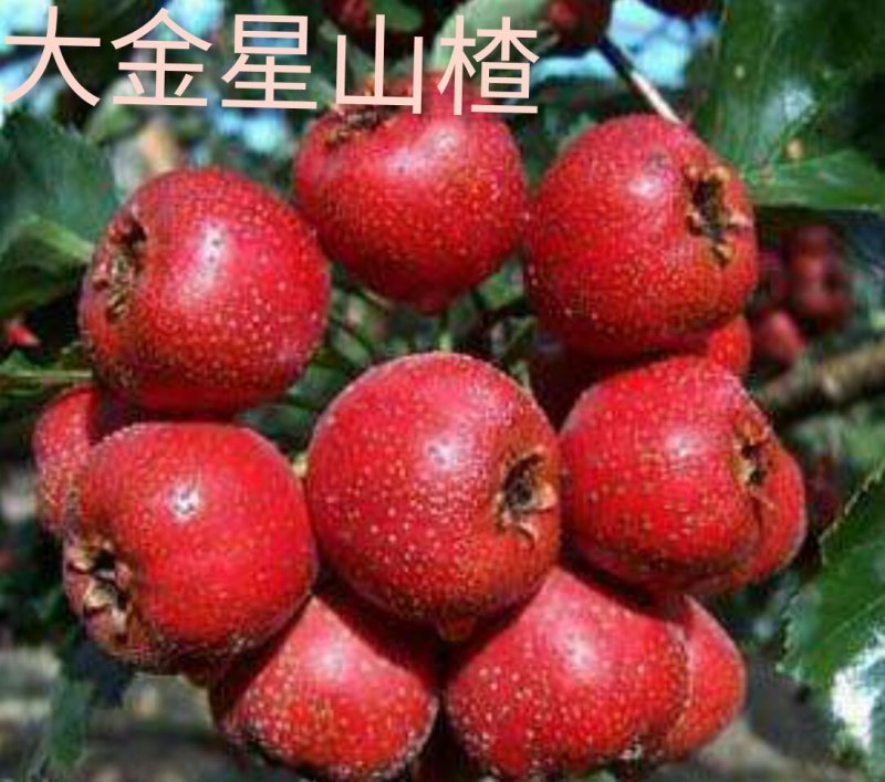 山楂树苗，山东大五菱，大金星，里外红。