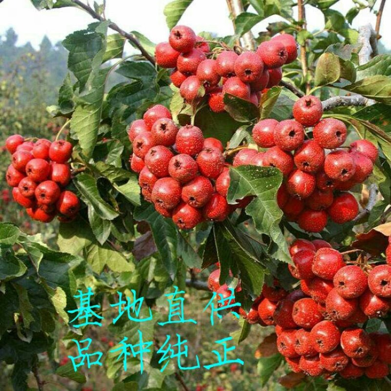 山楂树苗，山东大五菱，大金星，里外红。