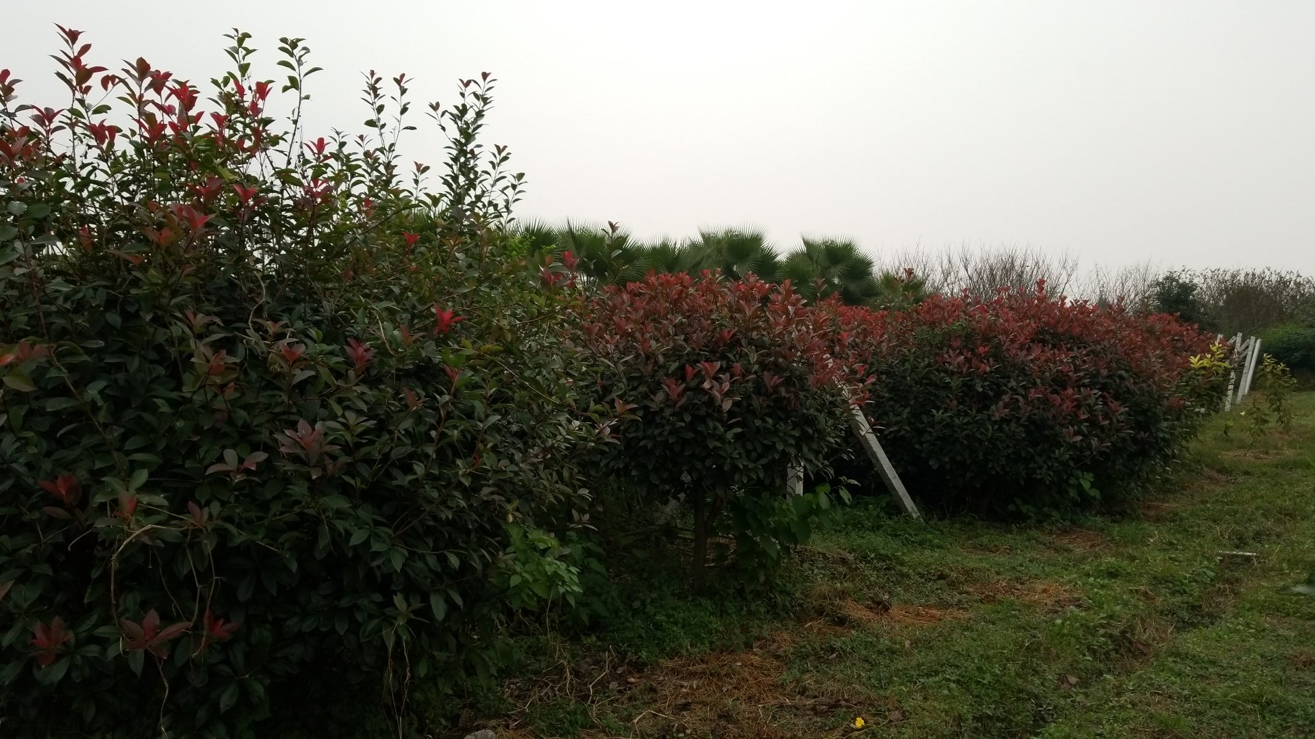 红叶石楠在园林景观中的应用