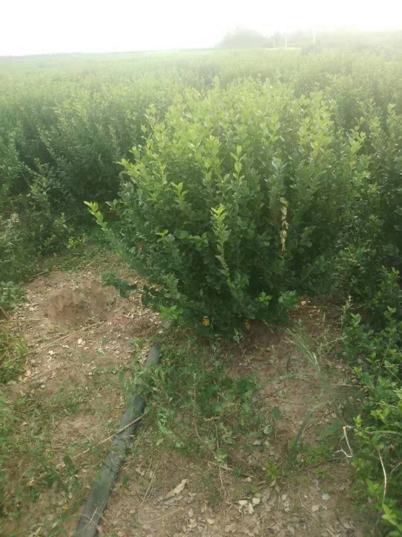 卫矛苗卫矛苗高度8-15公分左右高基地直销