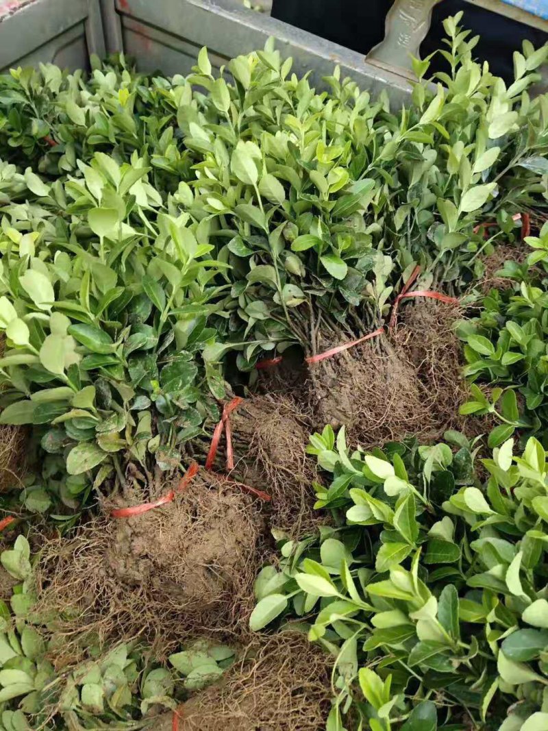 卫矛苗卫矛苗高度8-15公分左右高基地直销