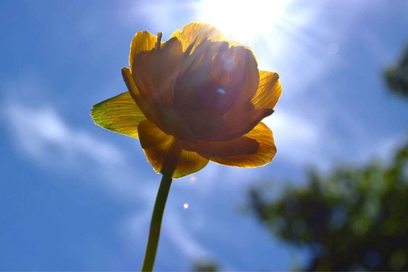 金莲花种子旱荷花种子四季易种易活观赏药用