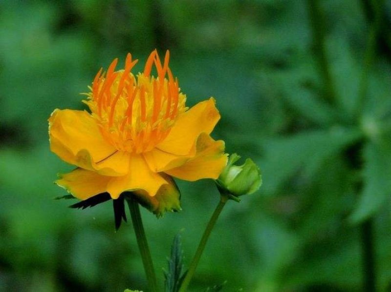 金莲花种子旱荷花种子四季易种易活观赏药用