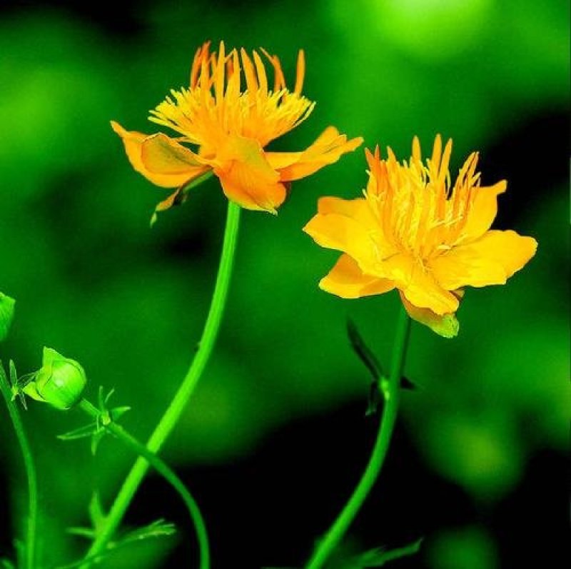 金莲花种子旱荷花种子四季易种易活观赏药用