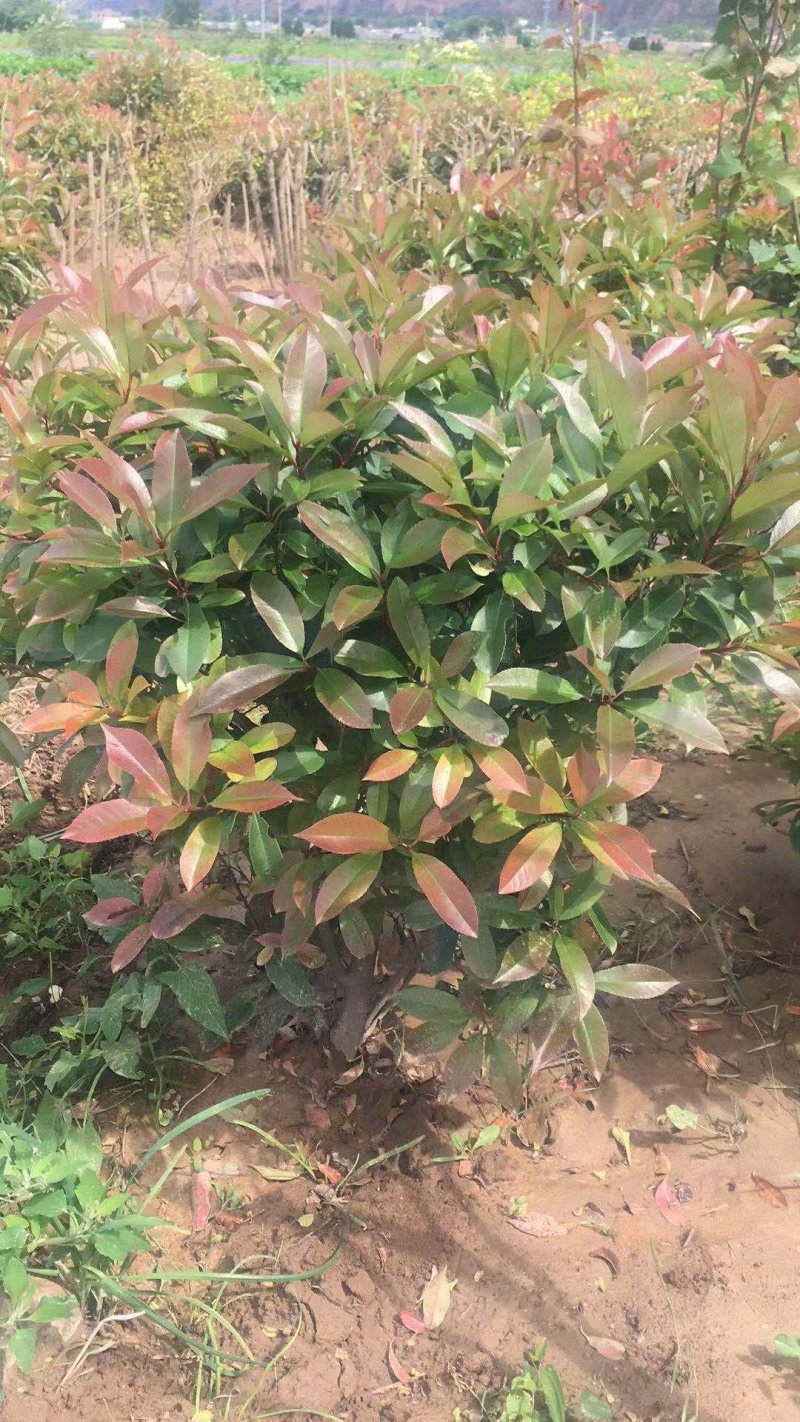红叶石楠球，红叶石楠杯苗