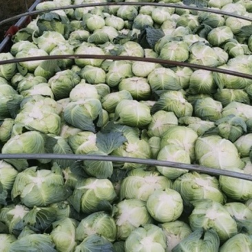 包菜大量上市