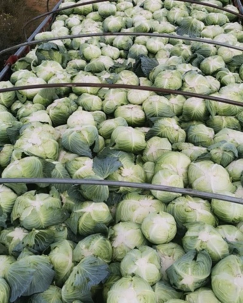 包菜大量上市