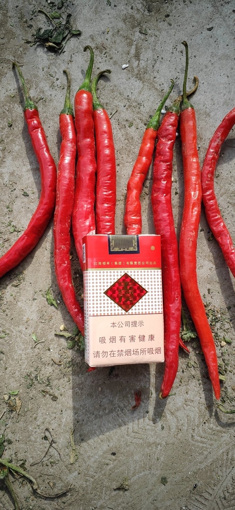 辣椒批发