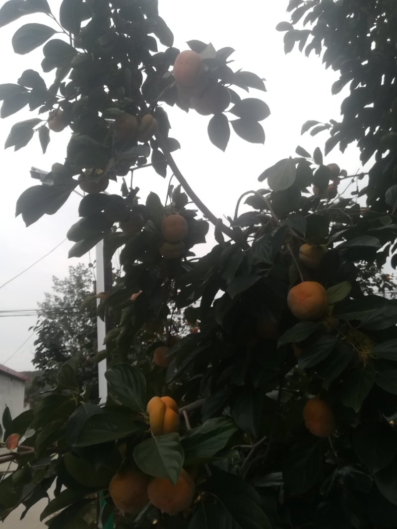 磨盘柿