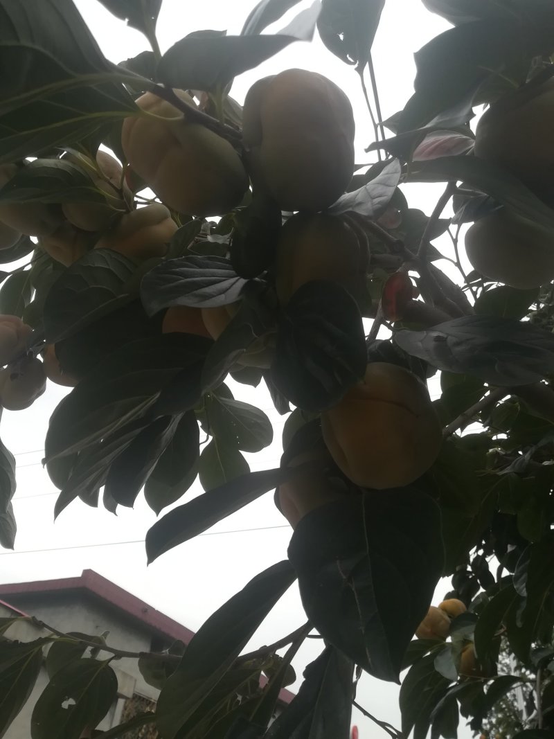 磨盘柿