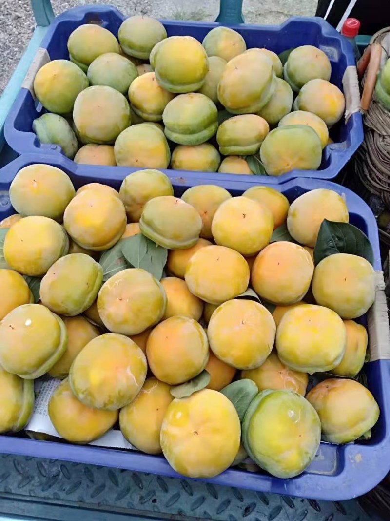 磨盘柿