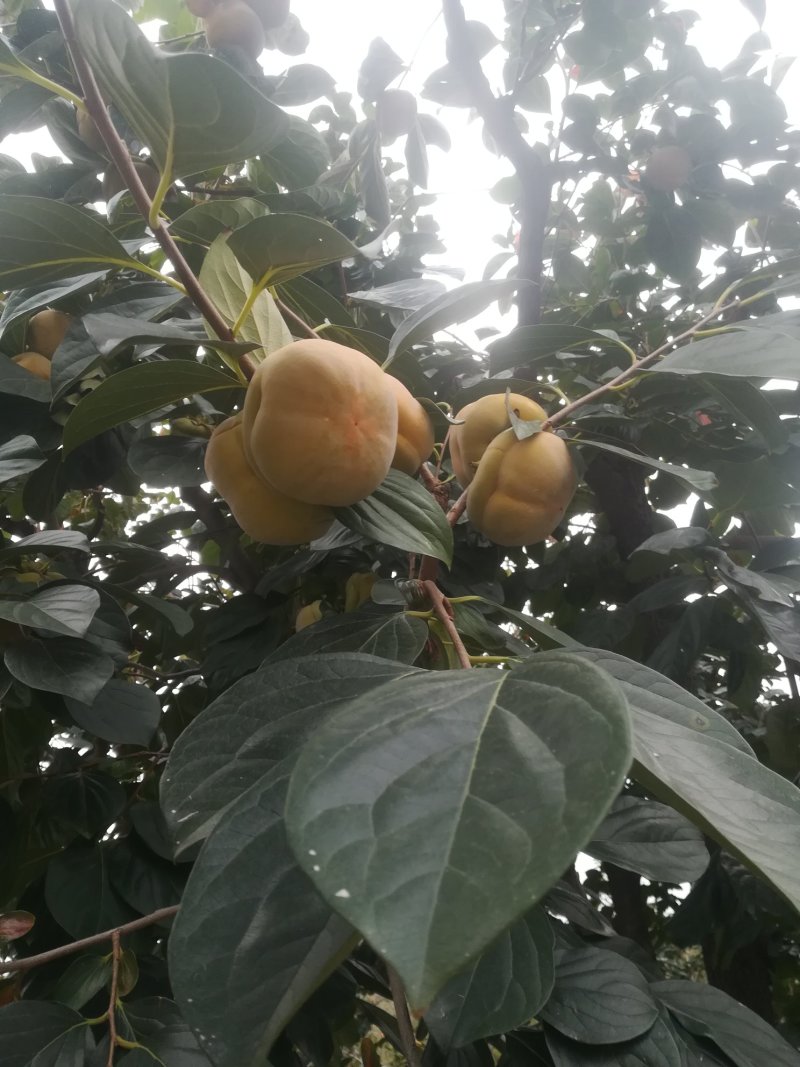 磨盘柿