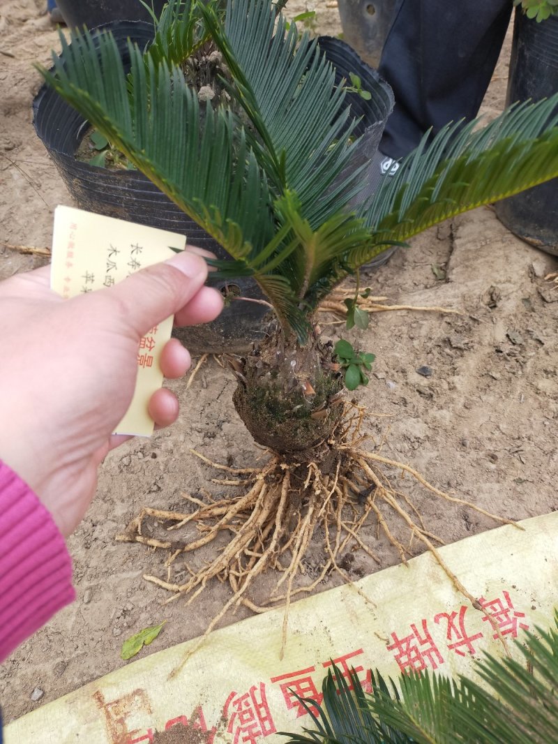 铁树苗盆栽地栽南北适种耐寒耐旱带土发货批发量大从优