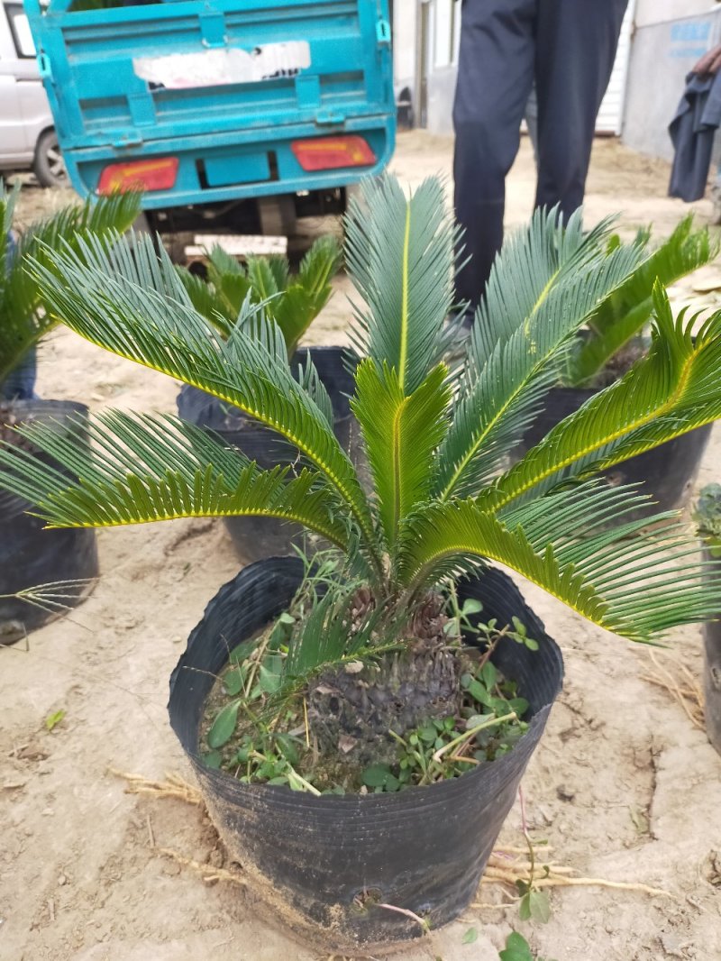 铁树苗盆栽地栽南北适种耐寒耐旱带土发货批发量大从优