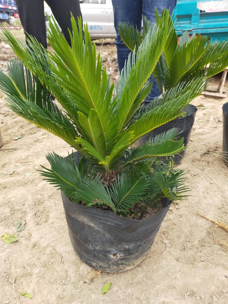 铁树苗盆栽地栽南北适种耐寒耐旱带土发货批发量大从优