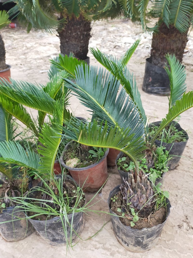 铁树苗盆栽地栽南北适种耐寒耐旱带土发货批发量大从优