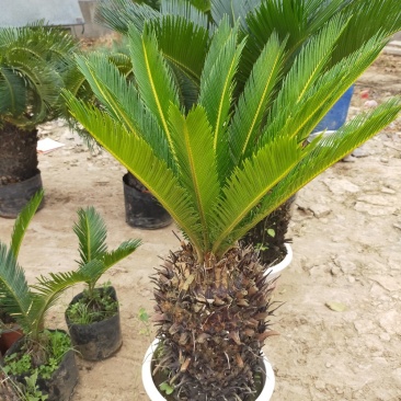 铁树苗盆栽地栽南北适种耐寒耐旱带土发货批发量大从优