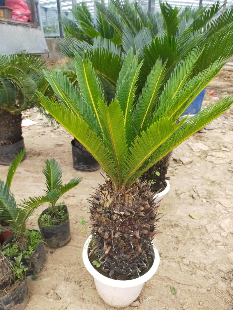 铁树苗盆栽地栽南北适种耐寒耐旱带土发货批发量大从优