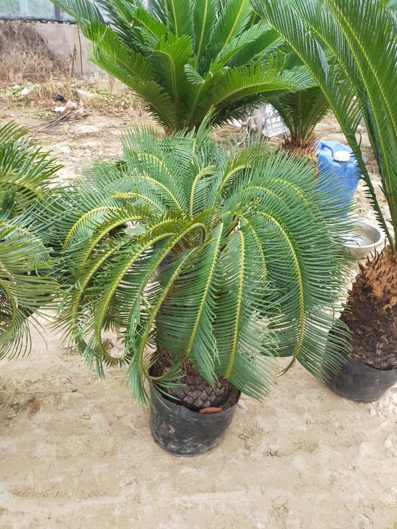 铁树苗盆栽地栽南北适种耐寒耐旱带土发货批发量大从优