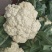 河南通许精品松花菜青梗白面散花乳白色，供应各大批发市