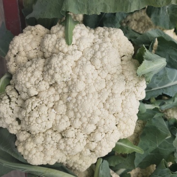 河南通许精品松花菜青梗白面散花乳白色，供应各大批发市