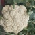 河南通许精品松花菜青梗白面散花乳白色，供应各大批发市