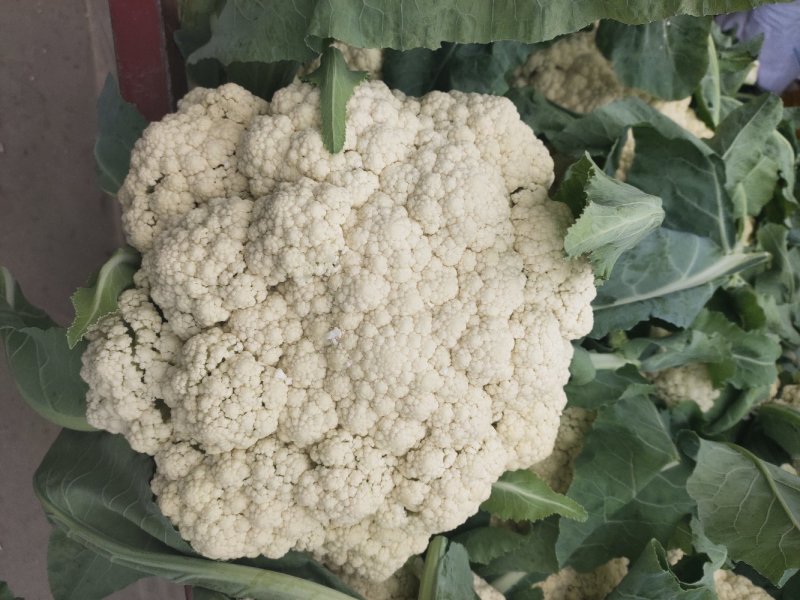 河南通许精品松花菜青梗白面散花乳白色，供应各大批发市
