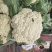 河南通许精品松花菜青梗白面散花乳白色，供应各大批发市