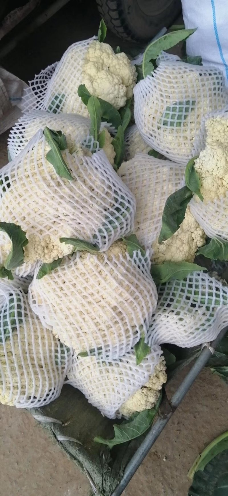河南通许精品松花菜青梗白面散花乳白色，供应各大批发市