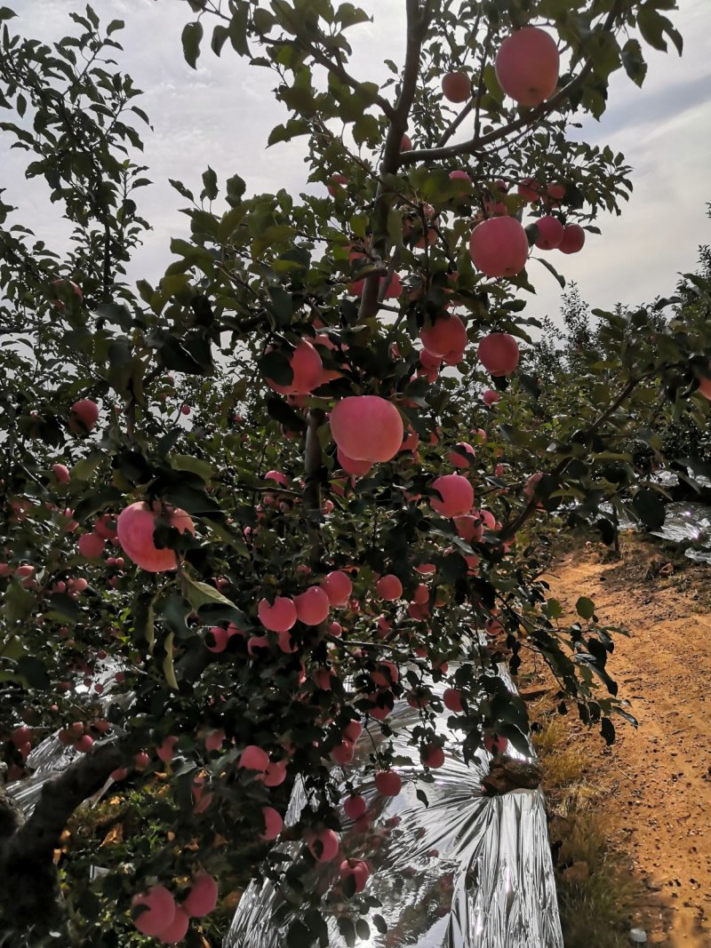 各种优质水果