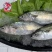 黄尾池鱼