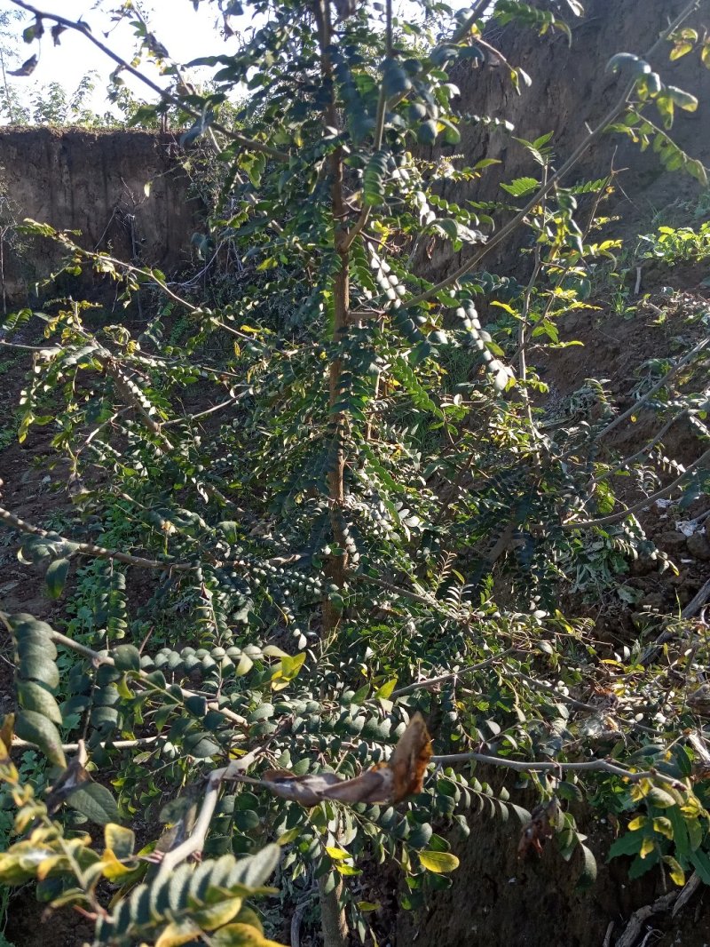 新鲜皂角刺产地直销主杆大刺