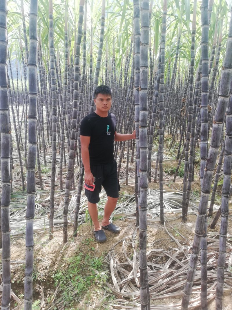 广西黑皮甘蔗大量上市，一手货源，提供便宜回程车