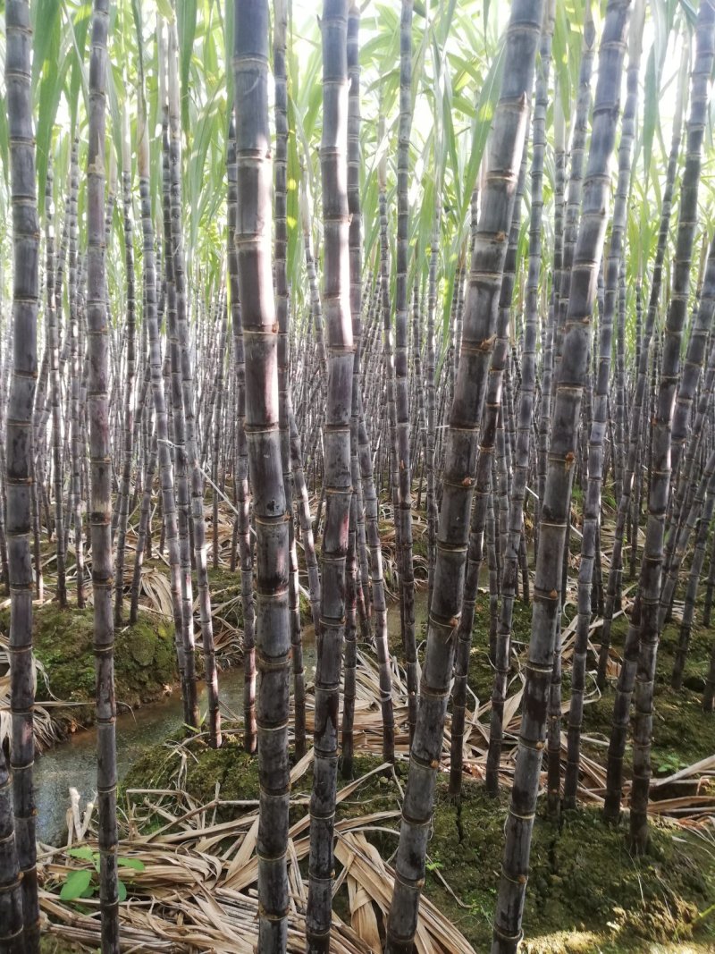 广西黑皮甘蔗大量上市，一手货源，提供便宜回程车