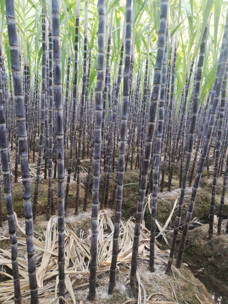 广西黑皮甘蔗大量上市，一手货源，提供便宜回程车