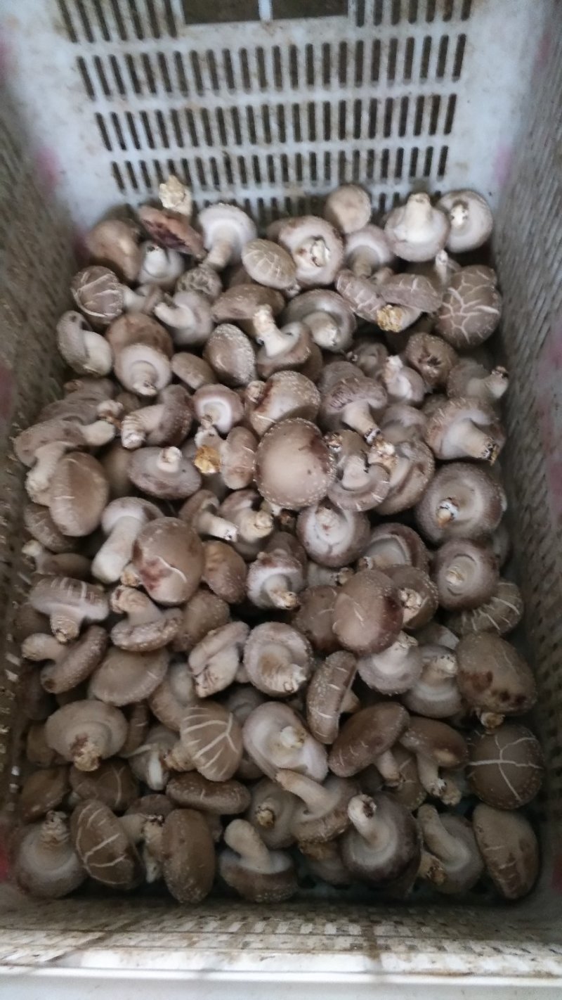 食用菌