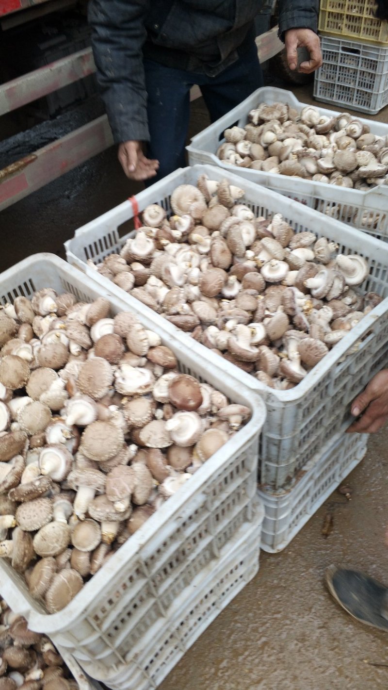 食用菌