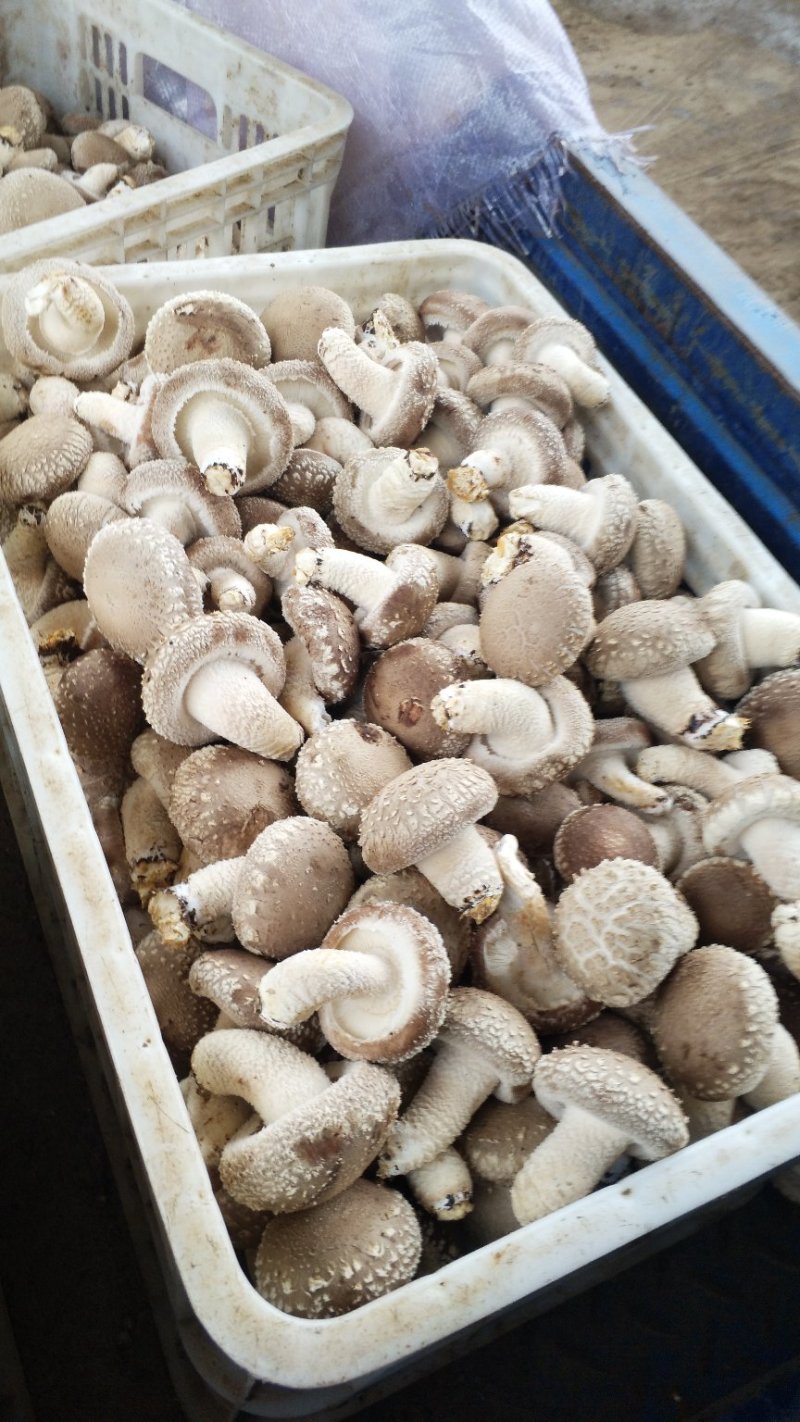 食用菌