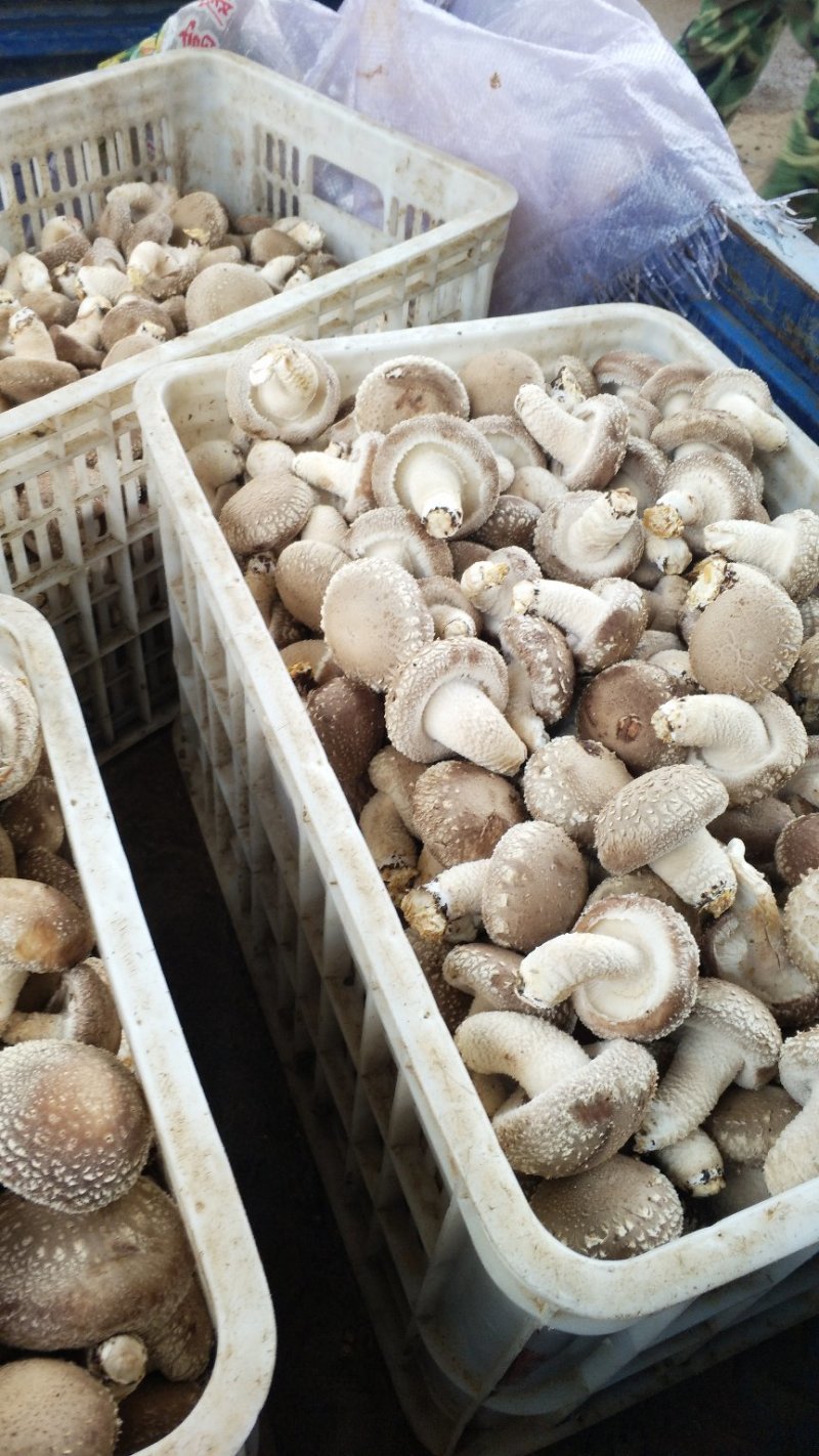 食用菌