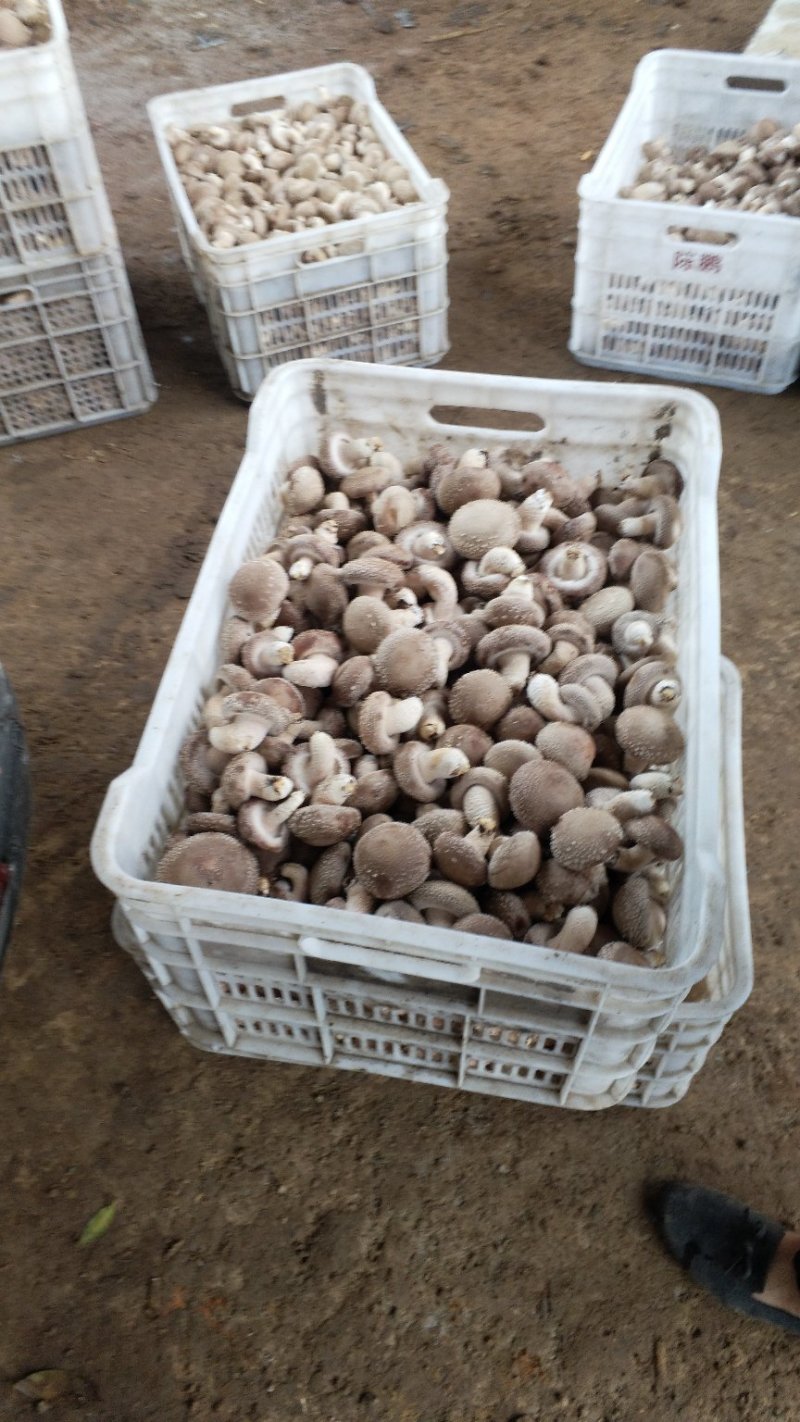 食用菌