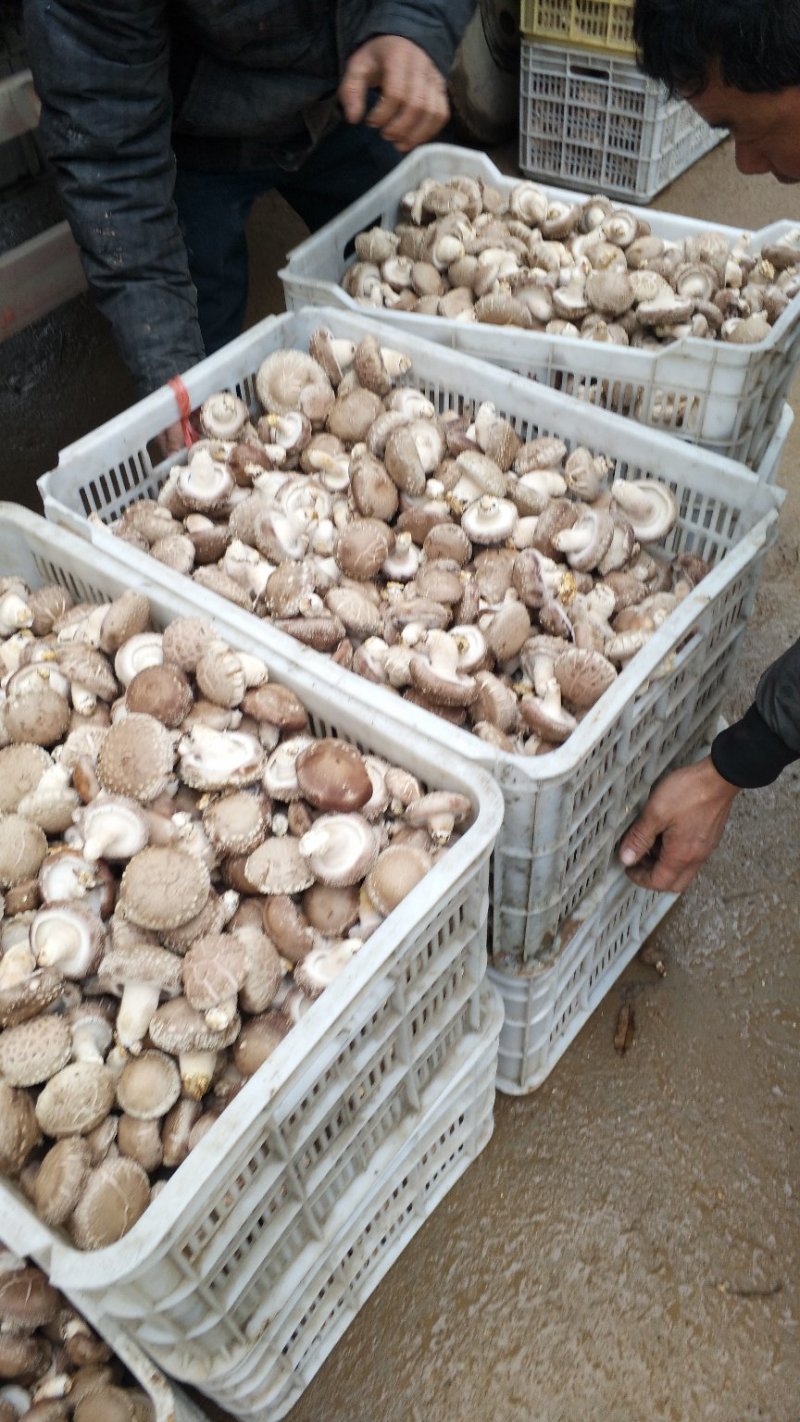 食用菌