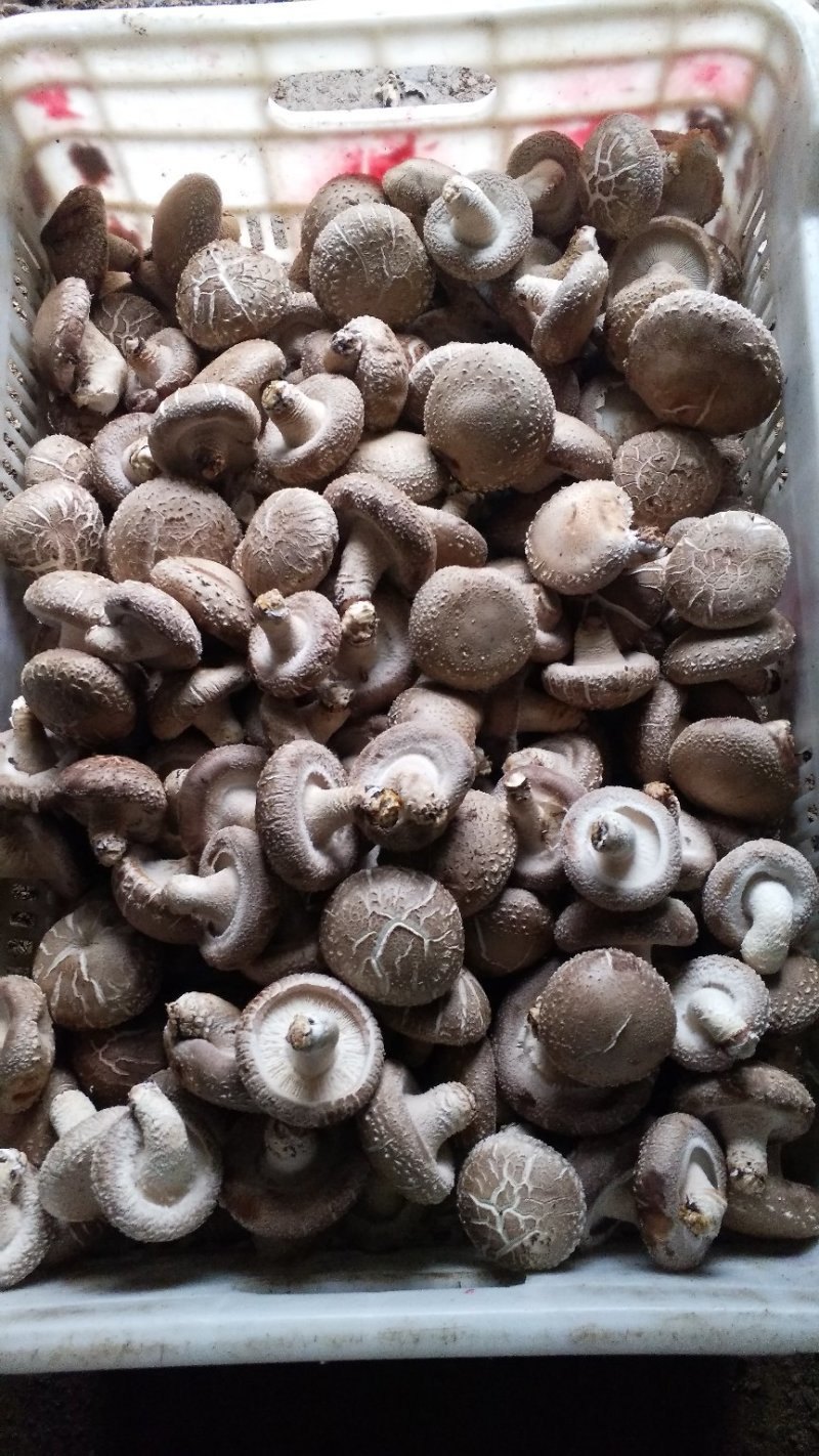 食用菌