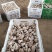 食用菌