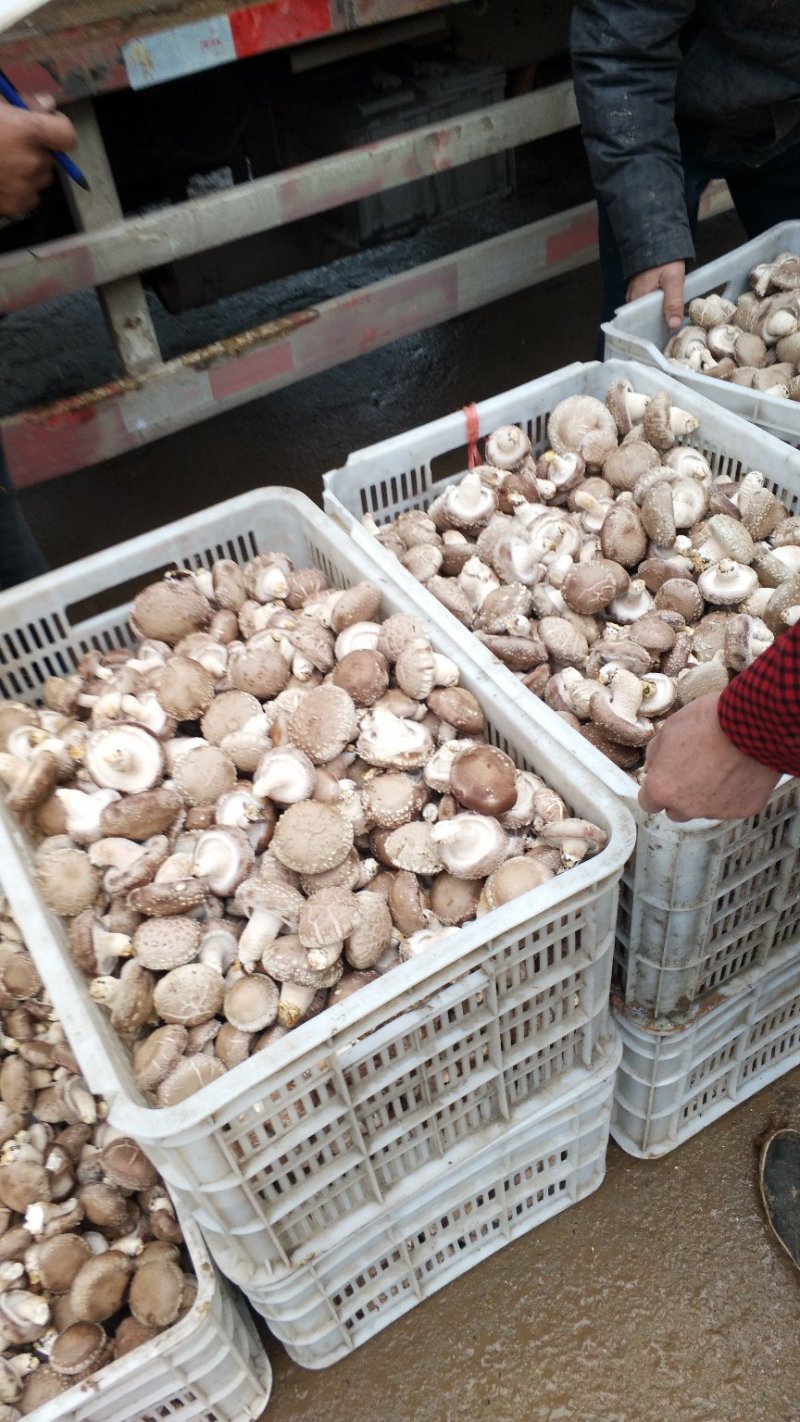 食用菌
