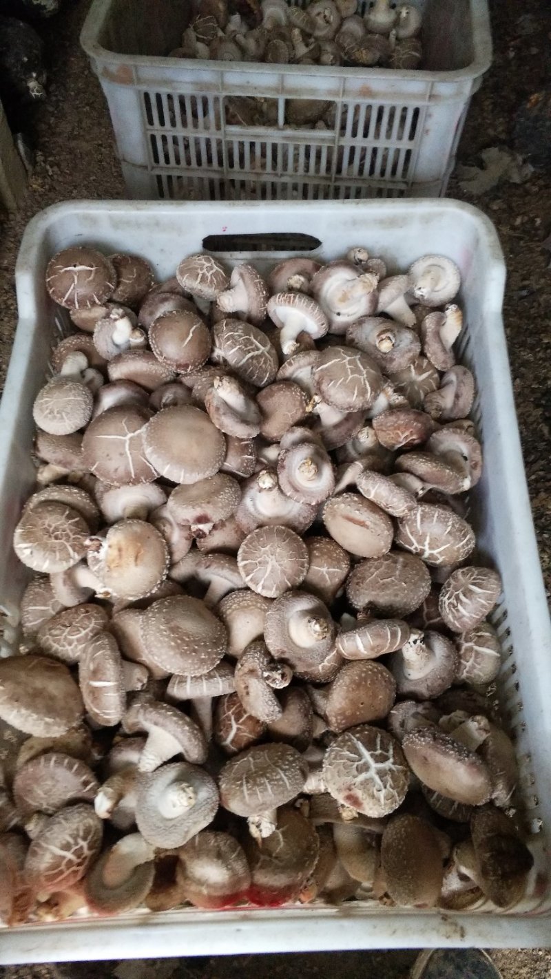 食用菌